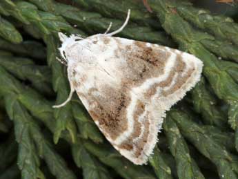 Meganola albula D. & S. adulte - �Daniel Morel