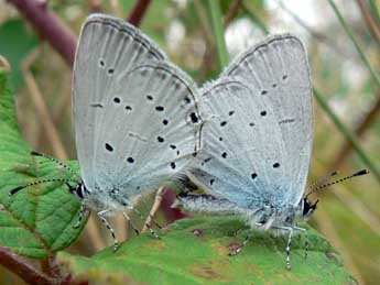 Cupido alcetas Hoffmsg adulte - �Philip Clarke