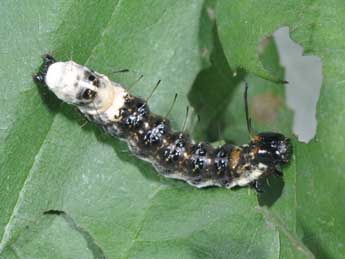  Chenille de Acronicta alni L. - �Philippe Mothiron
