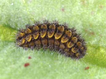  Chenille de Adscita alpina Alberti - �Wolfgang Wagner, www.pyrgus.de