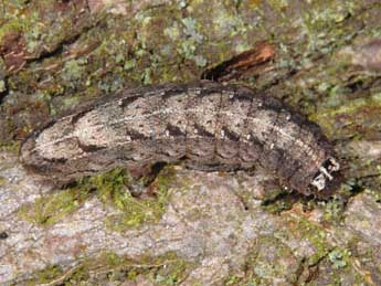  Chenille de Atethmia ambusta D. & S. - �Wolfgang Wagner, www.pyrgus.de