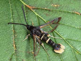 Synanthedon andrenaeformis Lasp. adulte - �Daniel Morel