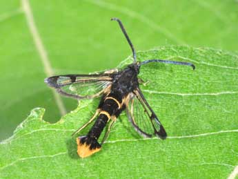 Synanthedon andrenaeformis Lasp. adulte - �Philippe Mothiron