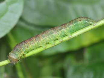  Chenille de Mniotype anilis Bsdv. - �Philippe Mothiron