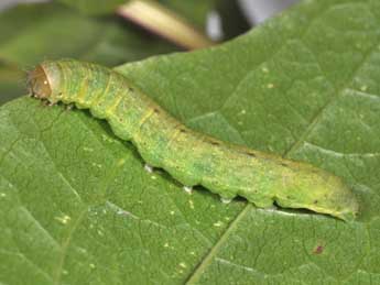  Chenille de Mniotype anilis Bsdv. - �Philippe Mothiron