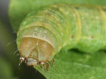  Chenille de Mniotype anilis Bsdv. - �Philippe Mothiron