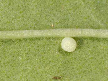  Oeuf de Mniotype anilis Bsdv. - �Philippe Mothiron