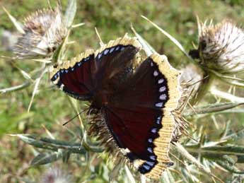 Nymphalis antiopa L. adulte - �Jude Lock