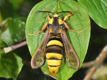 Sesia apiformis Cl. adulte - �Philippe Mothiron