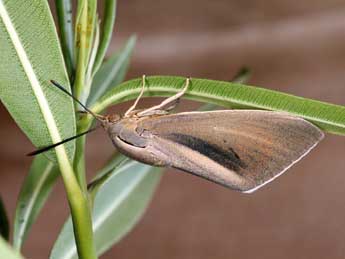 Paysandisia archon Burmstr adulte - �Daniel Morel