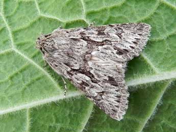 Xylocampa areola Esp. adulte - �Philippe Mothiron