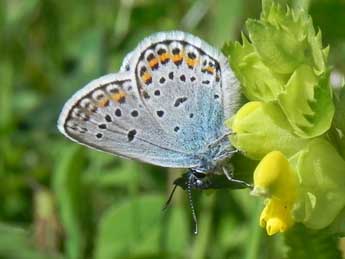 Plebejus argus L. adulte - �Philippe Mothiron
