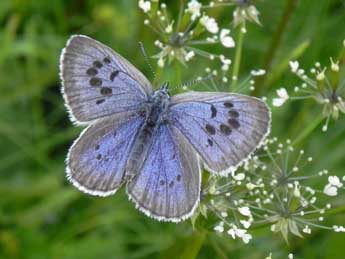 Phengaris arion L. adulte - �Philippe Mothiron