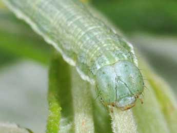  Chenille de Macaria artesiaria D. & S. - �Philippe Mothiron