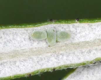  Oeuf de Macaria artesiaria D. & S. - �Philippe Mothiron