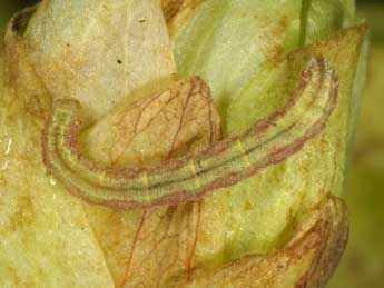  Chenille de Eupithecia assimilata Dbld. - �Wolfgang Wagner, www.pyrgus.de