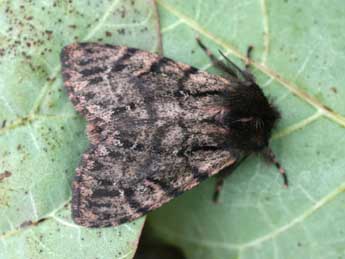 Ocneria atlantica Rbr adulte - �Emmanuel Ruiz