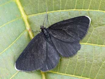 Odezia atrata L. adulte - �Daniel Morel