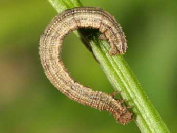  Chenille de Idaea aureolaria D. & S. - �Wolfgang Wagner, www.pyrgus.de