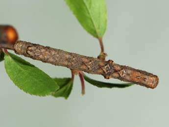  Chenille de Cryopega bajaria D. & S. - �Samuel Ducept