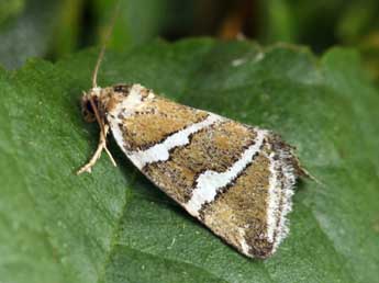 Deltote bankiana F. adulte - �Daniel Morel