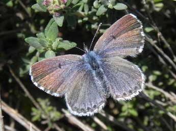 Pseudophilotes baton Brgstr. adulte - �Philippe Mothiron