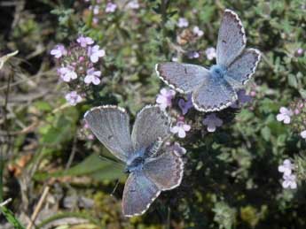 Pseudophilotes baton Brgstr. adulte - �Philippe Mothiron