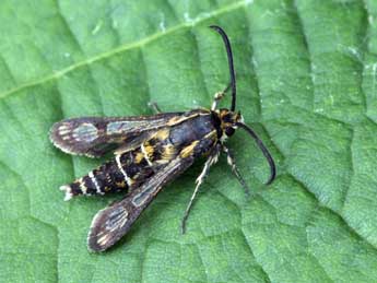 Chamaesphecia bibioniformis Esp. adulte - �Daniel Morel