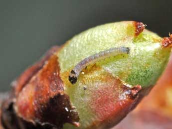  Chenille de Leptologia blidaensis Stertz - �Claude Colomb