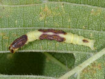  Chenille de Venusia blomeri Curt. - �Wolfgang Wagner, www.pyrgus.de