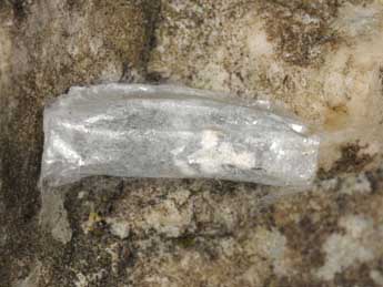  Chrysalide de Zygaena brizae Esp. - �Wolfgang Wagner, www.pyrgus.de