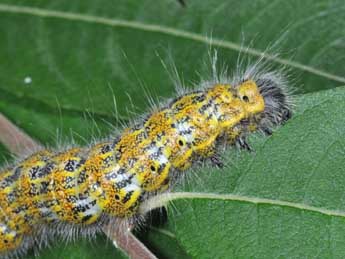  Chenille de Phalera bucephala L. - �Philippe Mothiron