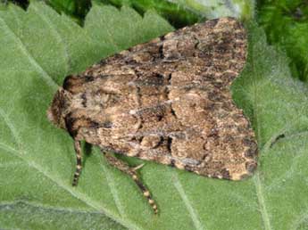 Clemathada calberlai Stgr adulte - �Wolfgang Wagner, www.pyrgus.de