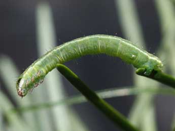  Chenille de Pungeleria capreolaria D. & S. - �Raymond Villatte