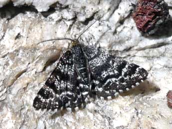 Macaria carbonaria Cl. adulte - �Philippe Francoz