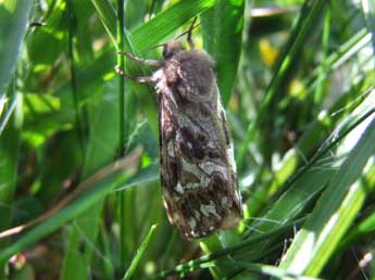 Pharmacis carna Esp. adulte - �Vincent Valli