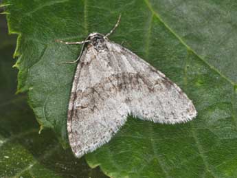 Trichopteryx carpinata Bkh. adulte - �Philippe Mothiron