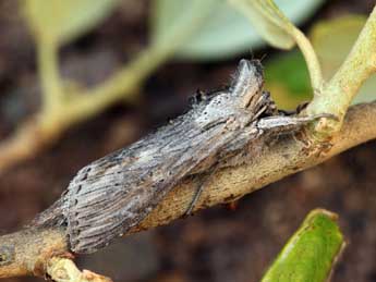 Cucullia cemenelensis Brsn adulte - �Daniel Morel