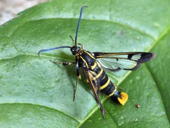 Synanthedon cephiformis O. adulte - �Daniel Morel