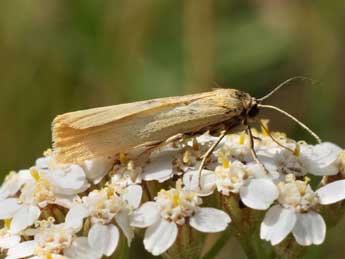 Setema cereola Hb. adulte - �Michel Billard