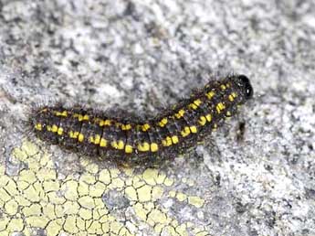  Chenille de Setema cereola Hb. - �Wolfgang Wagner, www.pyrgus.de