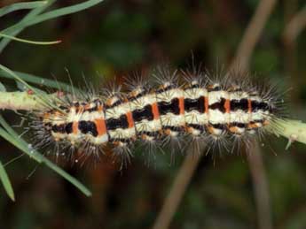  Chenille de Acronicta chamoenices H.-S. - �Wolfgang Wagner, www.pyrgus.de