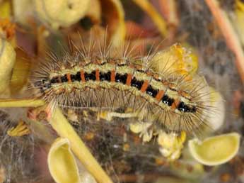  Chenille de Acronicta chamoenices H.-S. - �Wolfgang Wagner, www.pyrgus.de