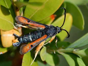 Pyropteron chrysidiforme Esp. adulte - �Daniel Morel