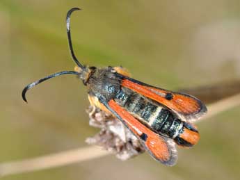 Pyropteron chrysidiforme Esp. adulte - �Philippe Mothiron