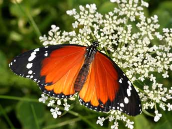 Danaus chrysippus L. adulte - �Daniel Morel