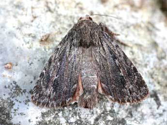 Amphipyra cinnamomea Gze adulte - �Emmanuel Ruiz