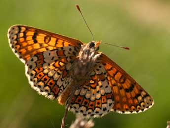 Melitaea cinxia L. adulte - �Alex Corge