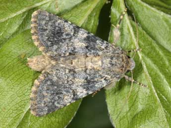 Hadena clara Stgr adulte - �Wolfgang Wagner, www.pyrgus.de