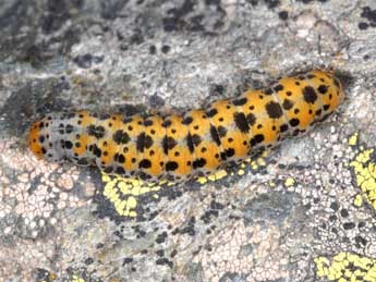  Chenille de Hadena clara Stgr - �Wolfgang Wagner, www.pyrgus.de